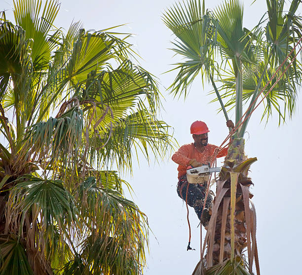 Best Dead Tree Removal  in Granite Falls, NC